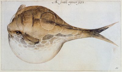 Puffer door John White